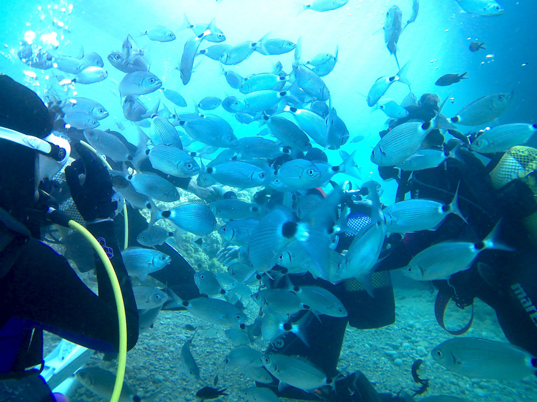 Centro de Buceo la Almadraba-阿吉拉斯必去景点