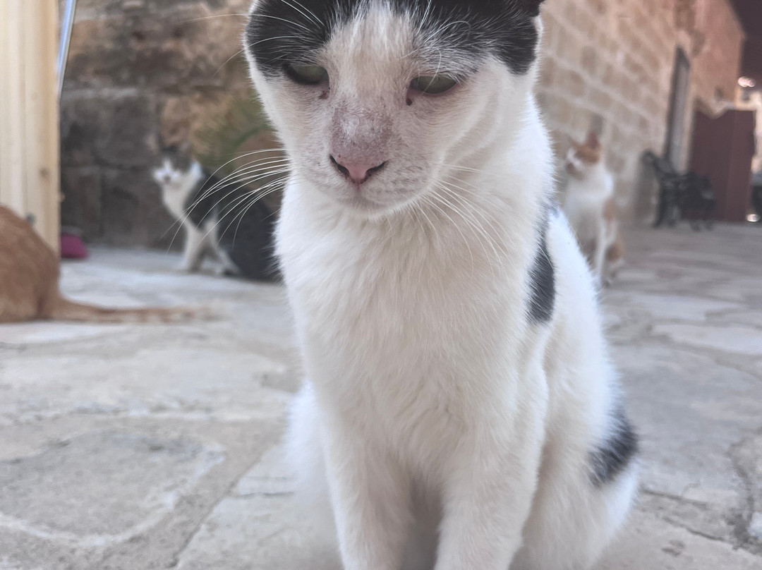 St. Nicholas of the Cats-Akrotiri必去景点