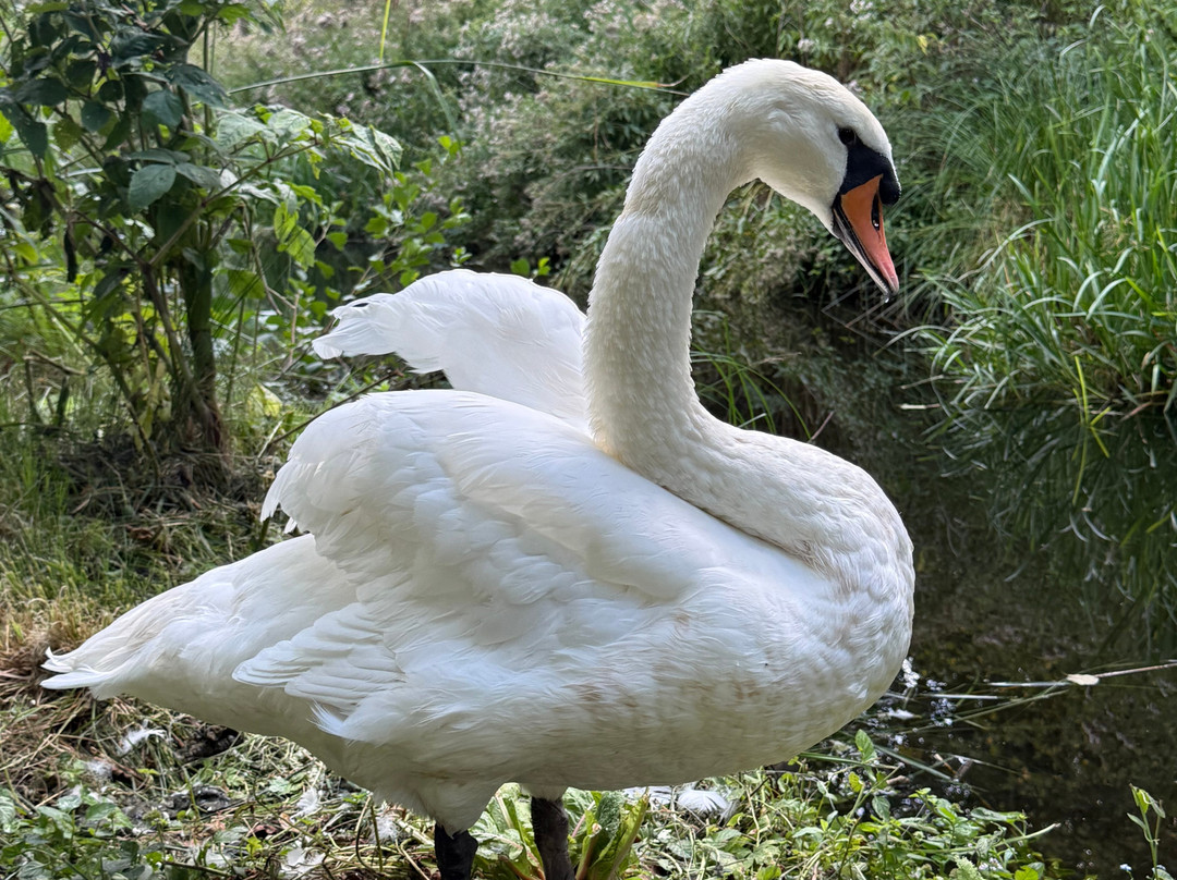 Fairhaven Woodland and Water Garden-South Walsham必去景点