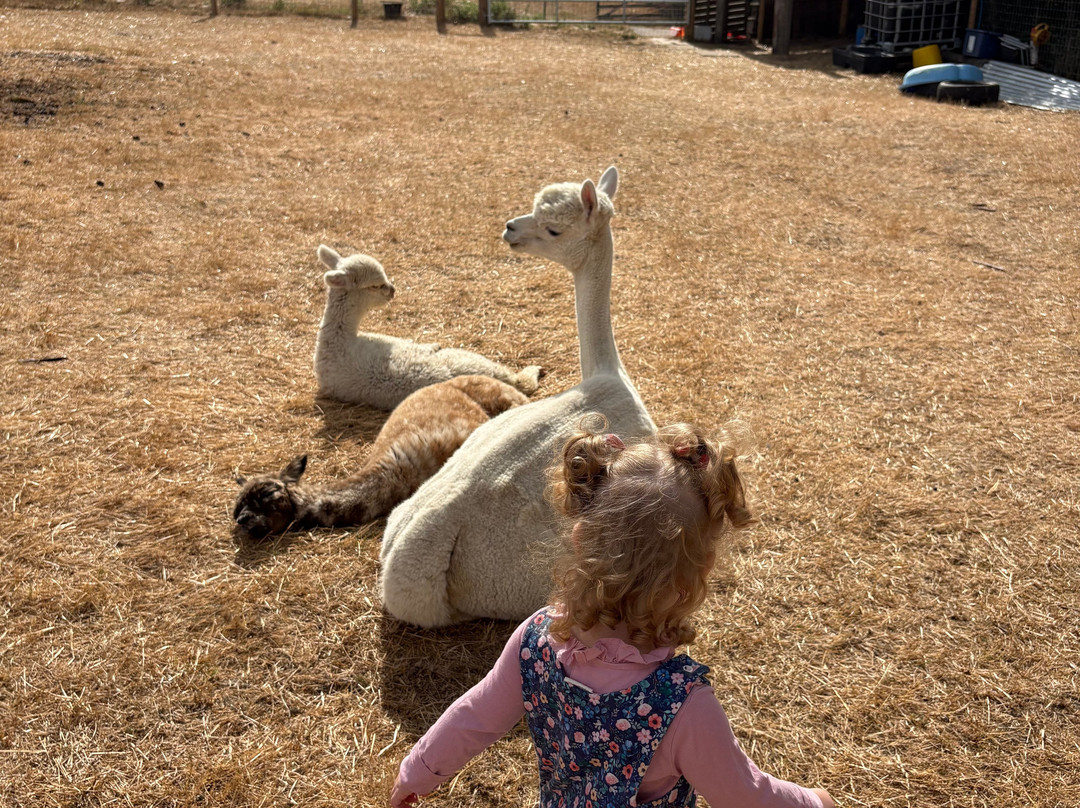 London Alpacas-Epping必去景点