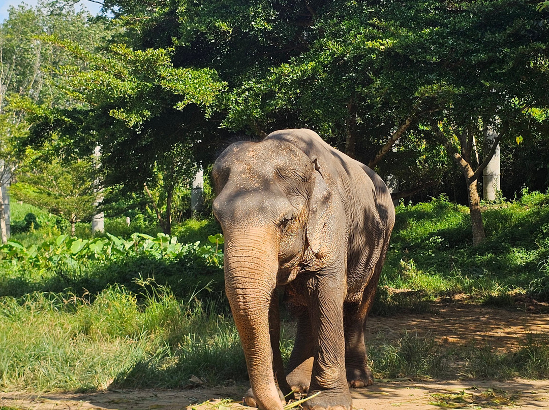 Phuket Elephant Sanctuary-普吉岛必去景点