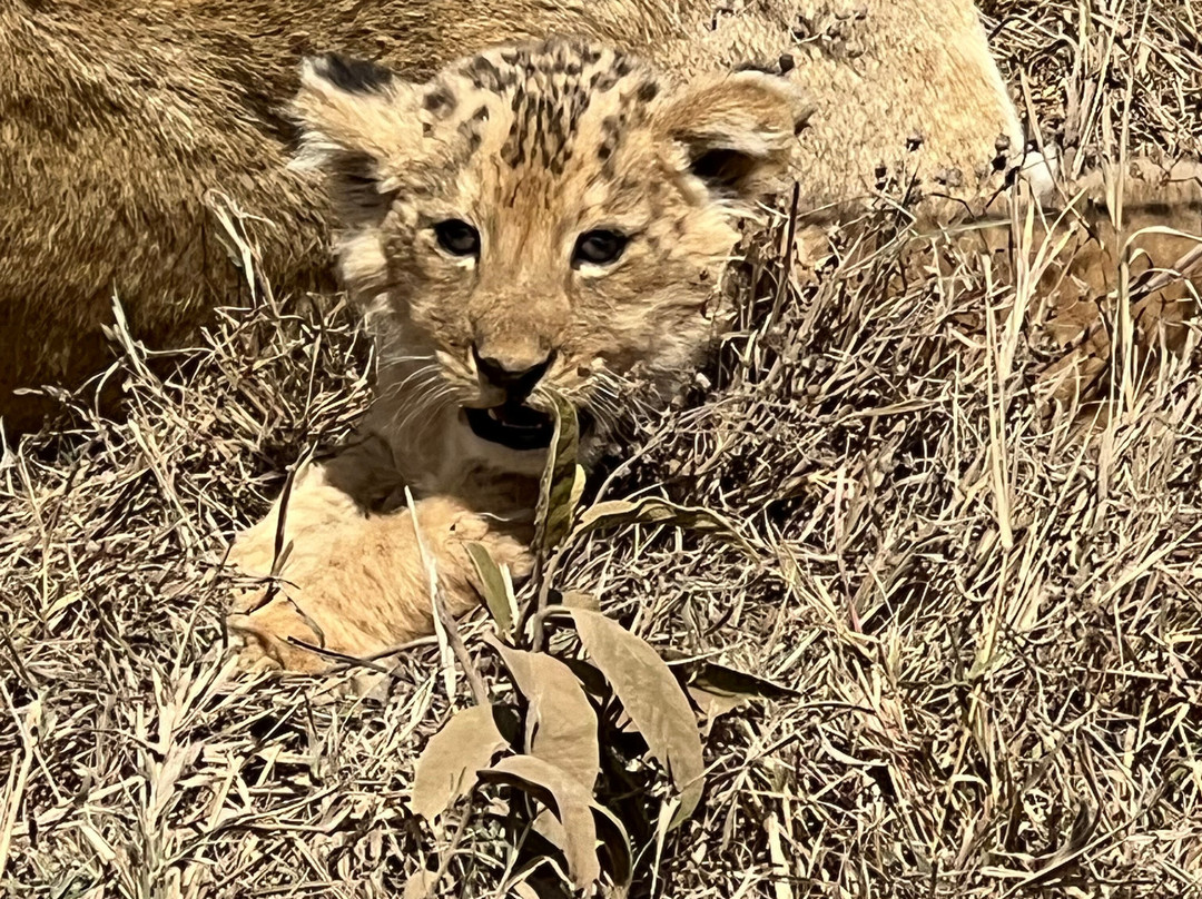 Best tour operator in Tanzania by Rede Tours and Safaris-多多马必去景点