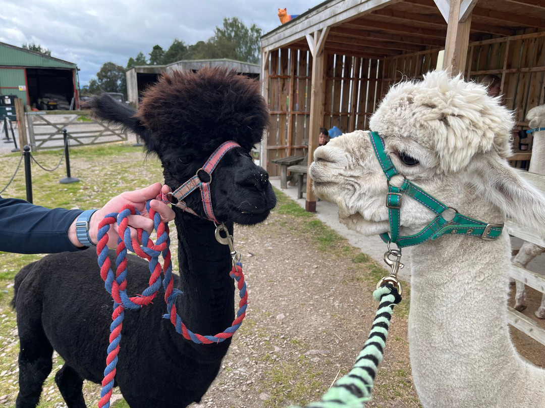Cairngorm Alpacas