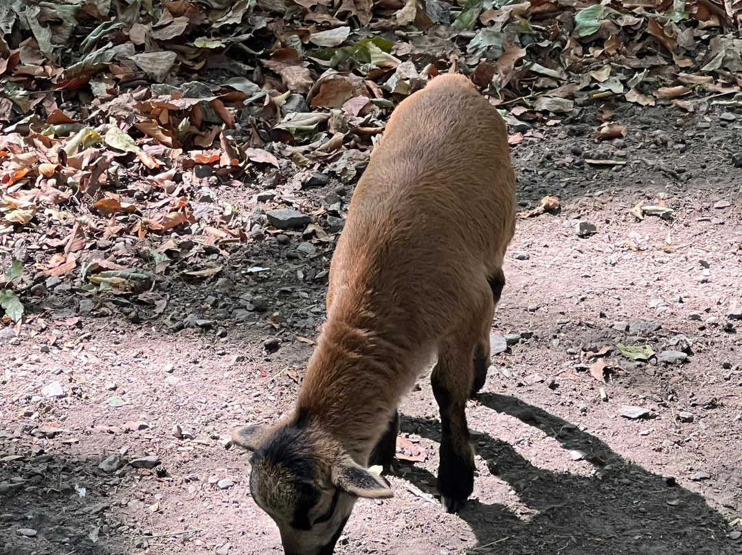 Bergtierpark Füerth-Erlenbach-Fuerth必去景点
