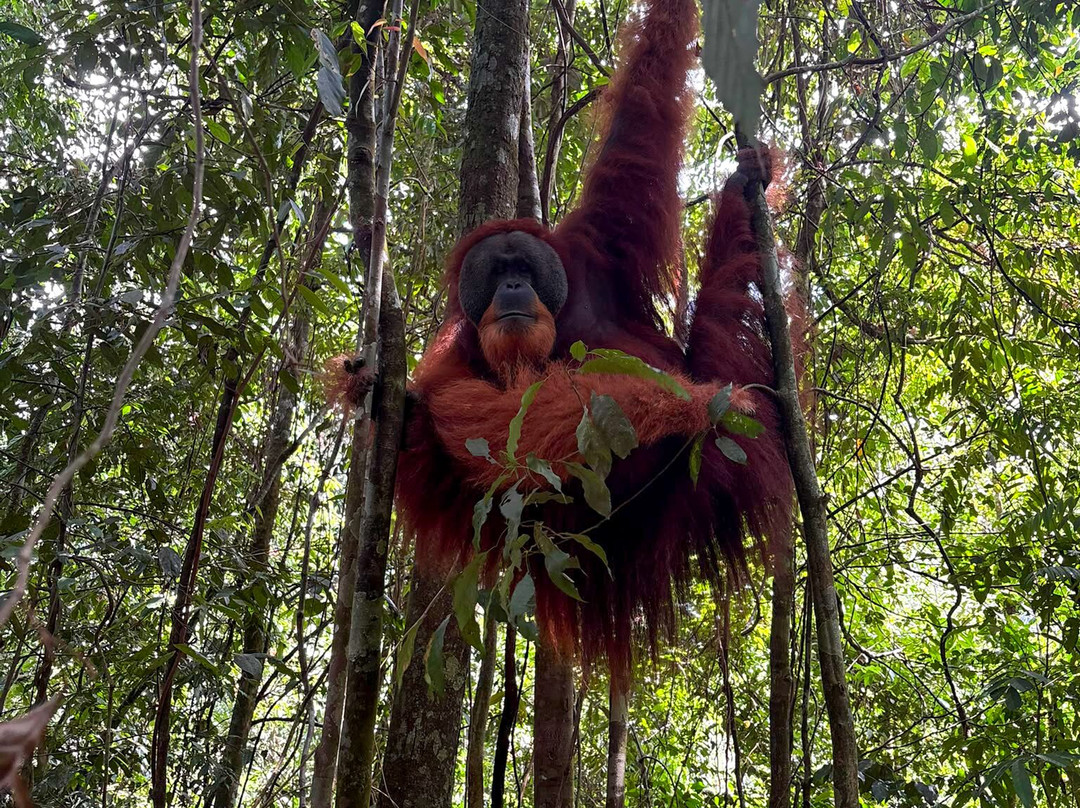 Bukit Lawang Jungle Trekking-武吉拉旺必去景点