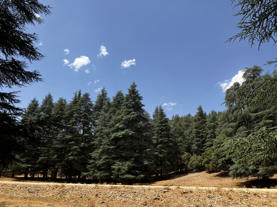 Azrou Cedar Forest-Azrou必去景点
