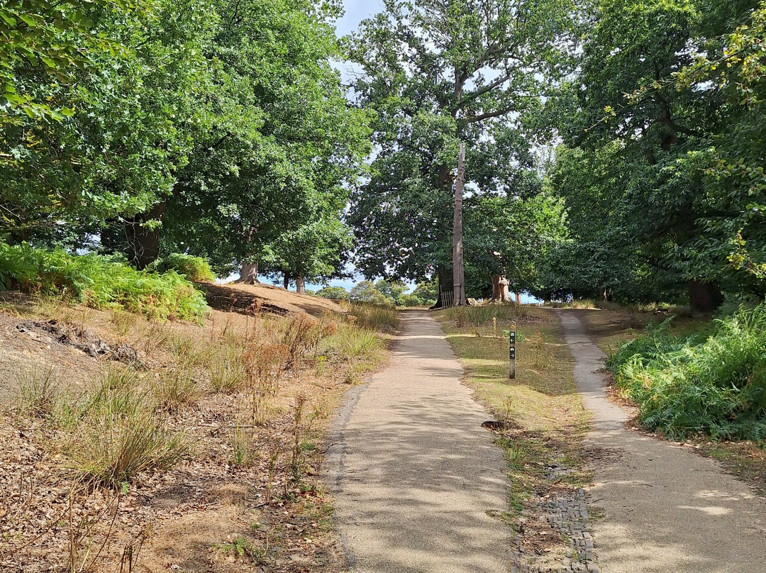 Knole Park-Sevenoaks必去景点