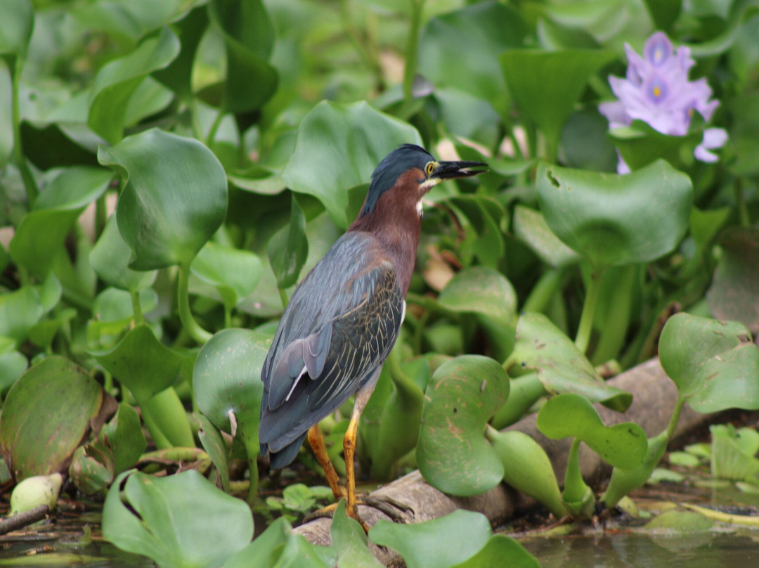 Osa Mangrove Tours-Sierpe必去景点