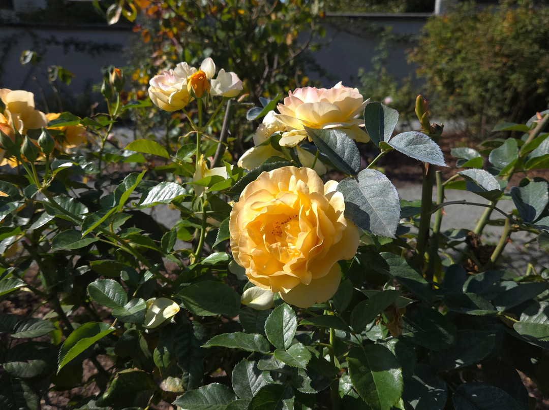 Hatley Park National Historic Site-维多利亚必去景点