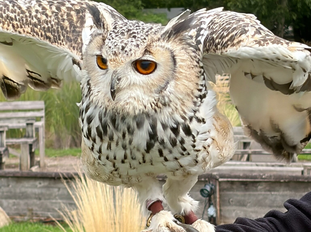 Hawk Conservancy Trust Bird of Prey Centre-Andover必去景点