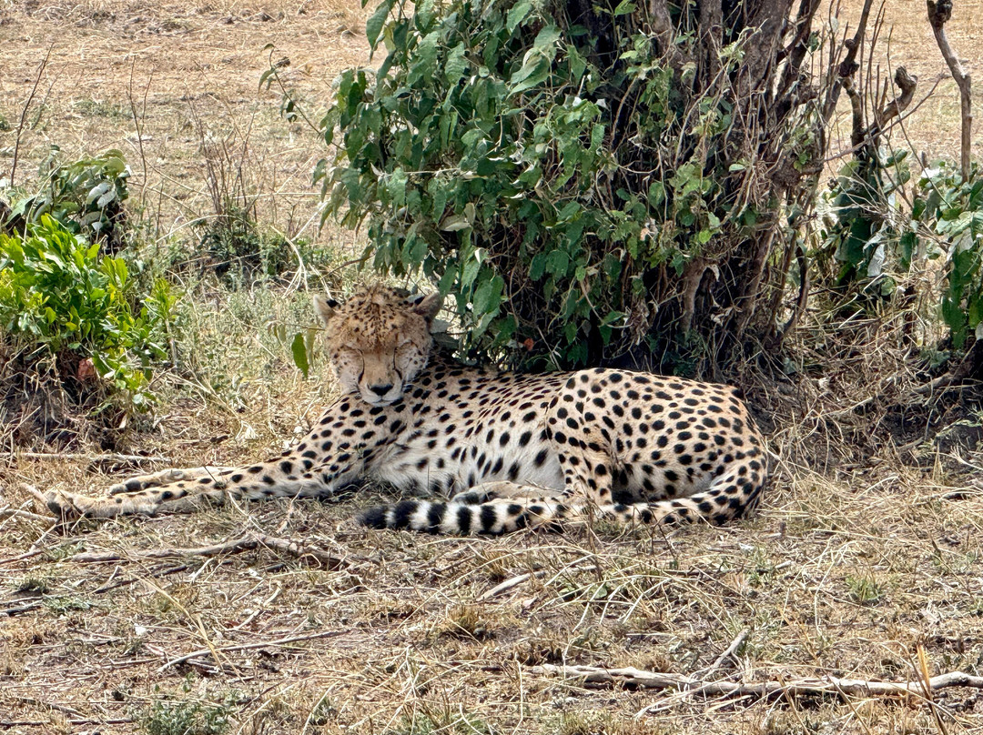 Hyrax Safaris-Ololaimutiek必去景点