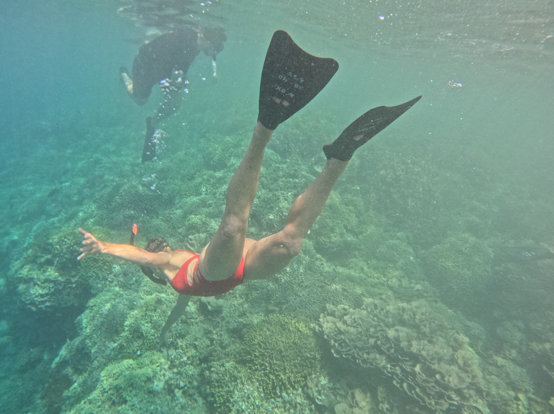 Menjangan Trip Snorkeling & Diving-Pejarakan必去景点