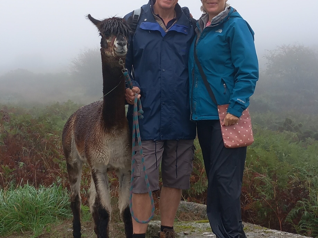 Alpaca Trekking Cornwall-康沃尔必去景点