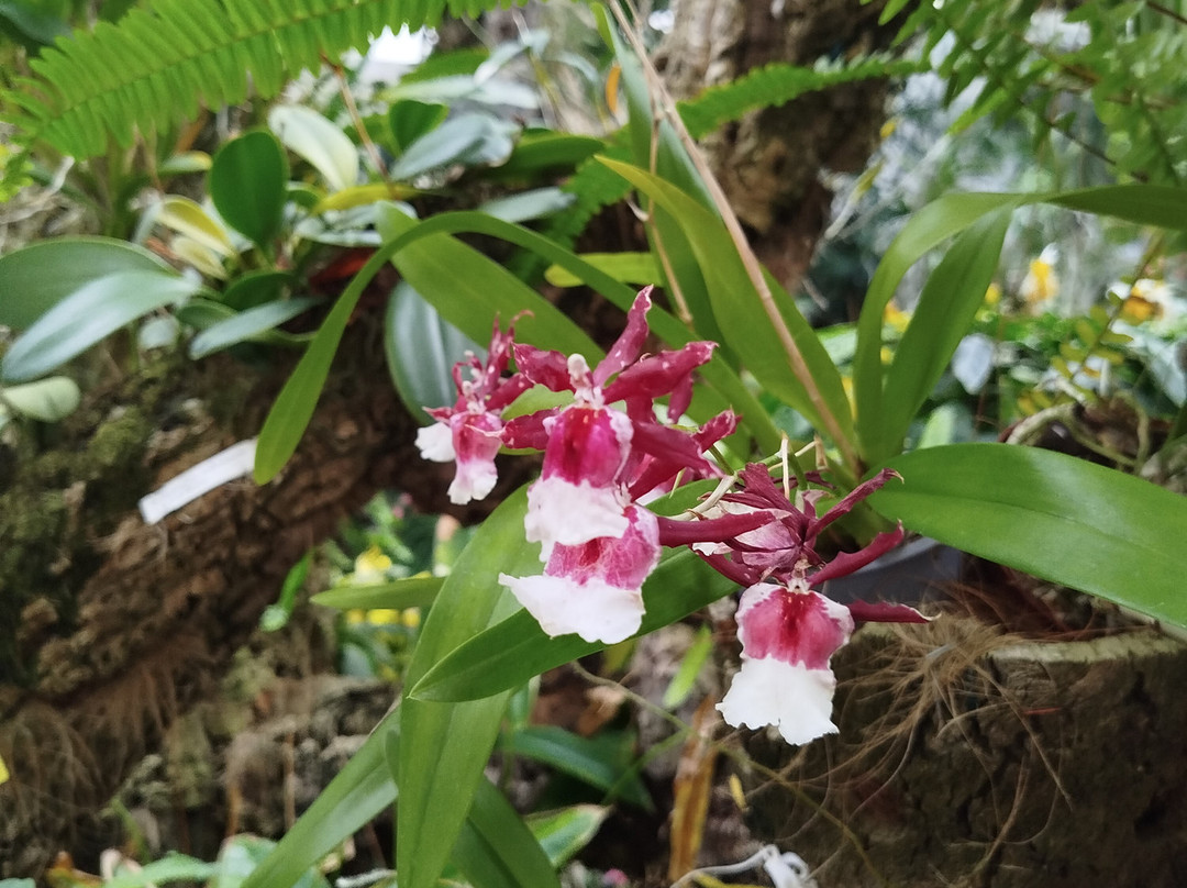 Orquidario de Estepona-埃斯特波纳必去景点