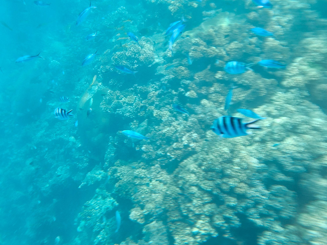 Coral Cats双体船出海一日游-丹娜努岛必去景点
