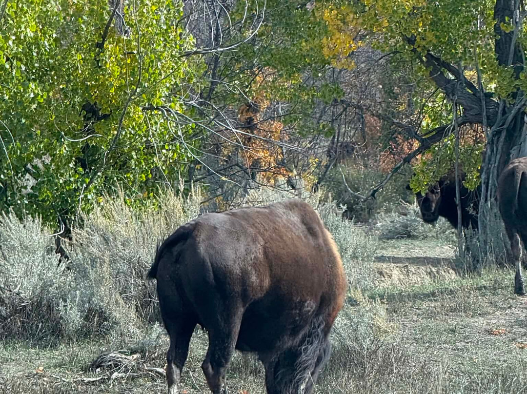 Theodore Roosevelt National Park-Medora必去景点