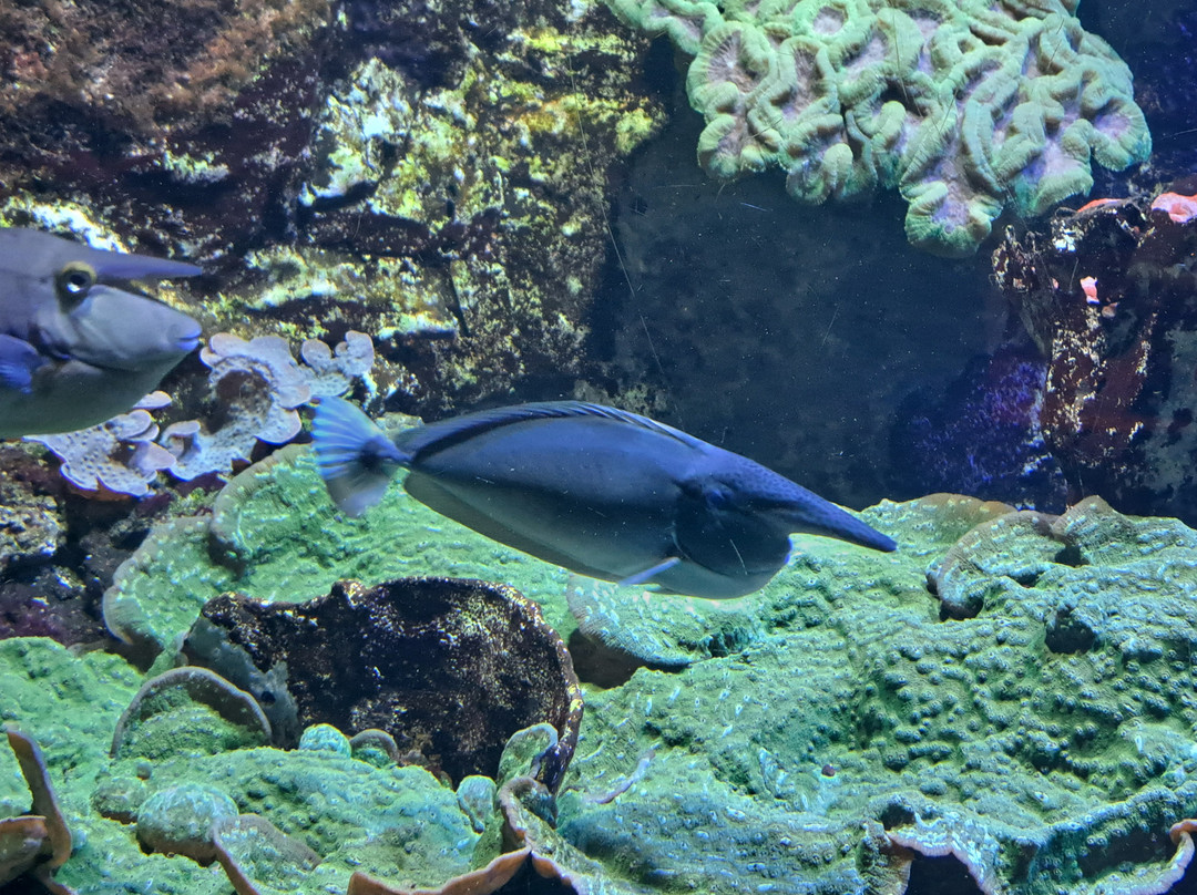 Grand Aquarium-圣马洛必去景点