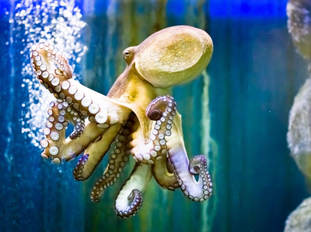 Ubatuba Aquarium-乌巴图巴必去景点