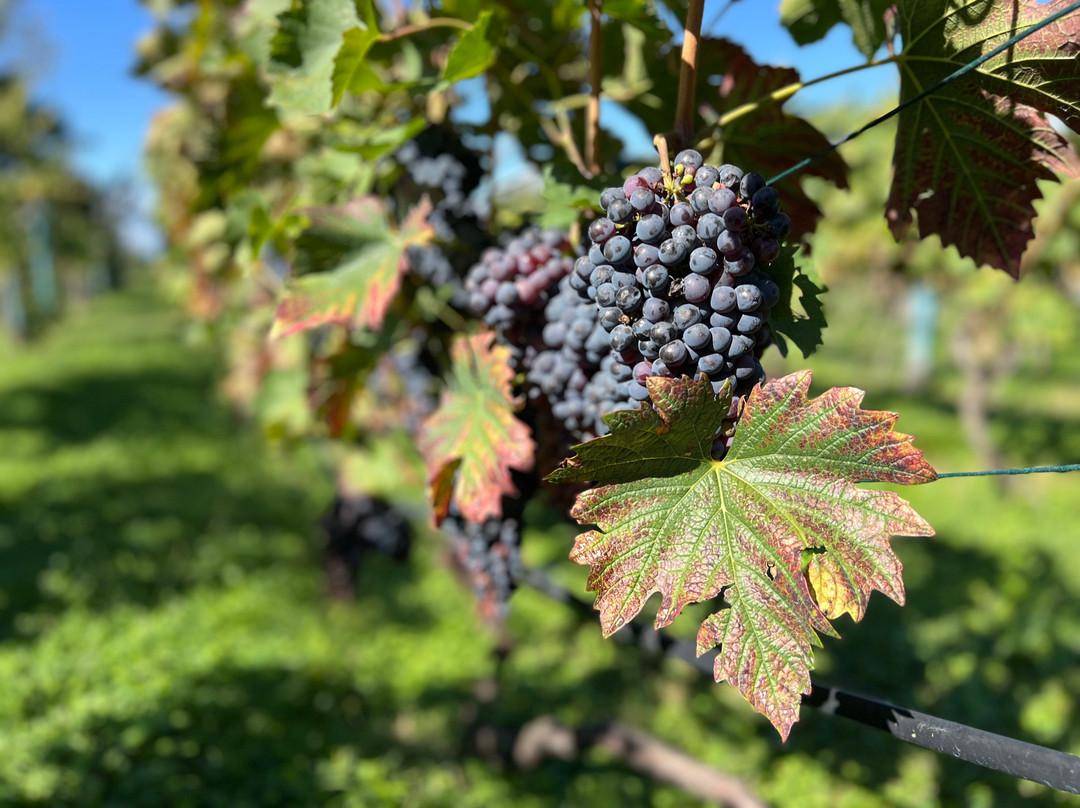 Shumi Winery-Tsinandali必去景点