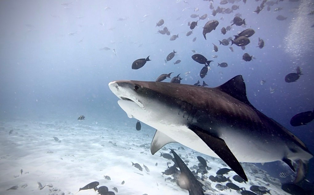 Pelagic Divers Fuvahmulah-Fuvahmulah必去景点