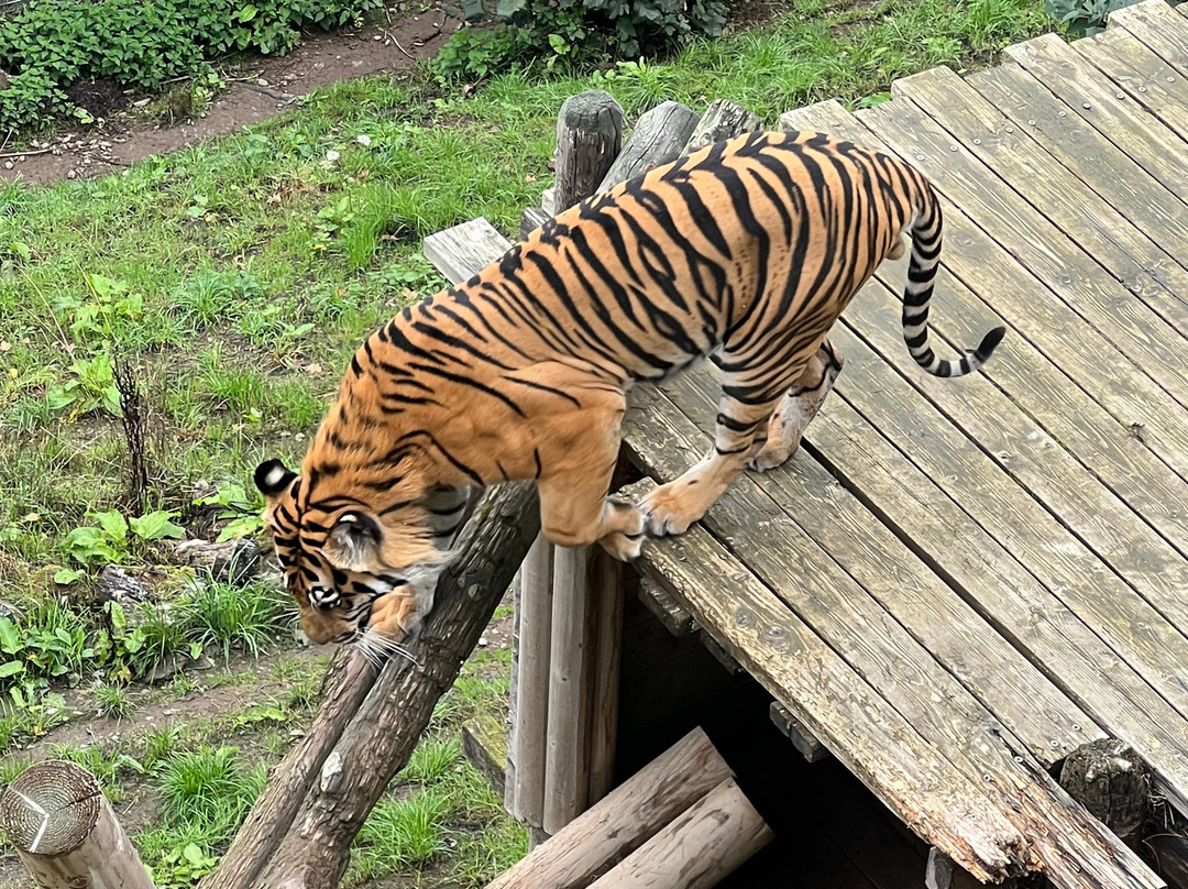 Welsh Mountain Zoo-科尔温湾必去景点