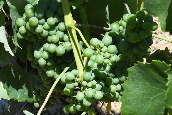 Fattoria del Colle - Cantine景点图片