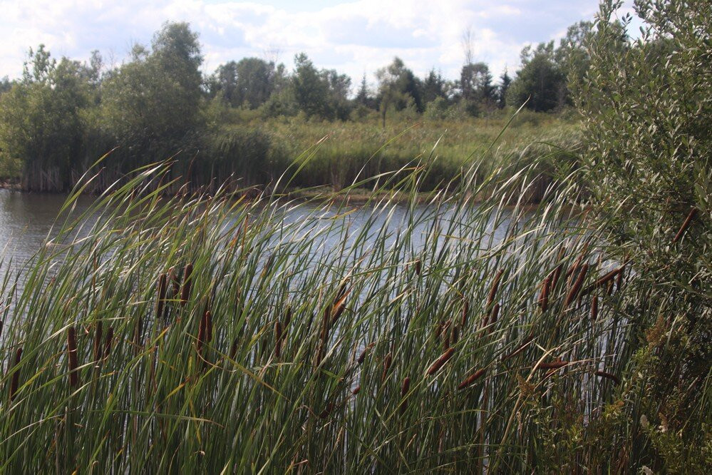 Station Road Naturalization Site, Wainfleet-Wainfleet必去景点