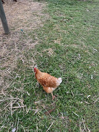 Redbank Alpacas-Redbank必去景点