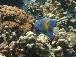 Dolphin Excursions Djibouti-吉布地必去景点