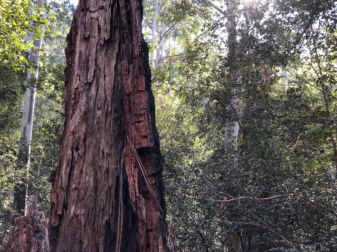 Sun Valley Fire Trail-Valley Heights必去景点