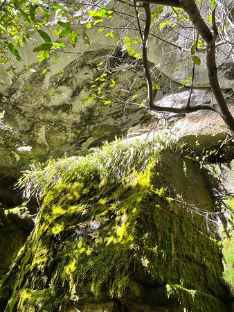 Moss Garden-Carnarvon National Park必去景点
