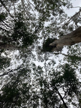 Harewood Forest景点图片