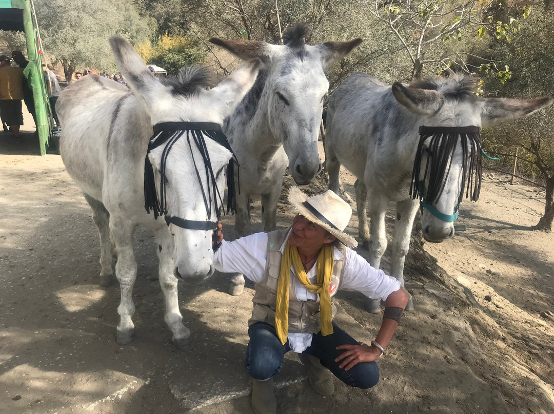 米哈斯旅游景点-Donkey Dreamland