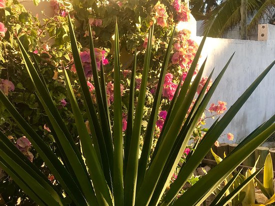 Bears En La Playa主图