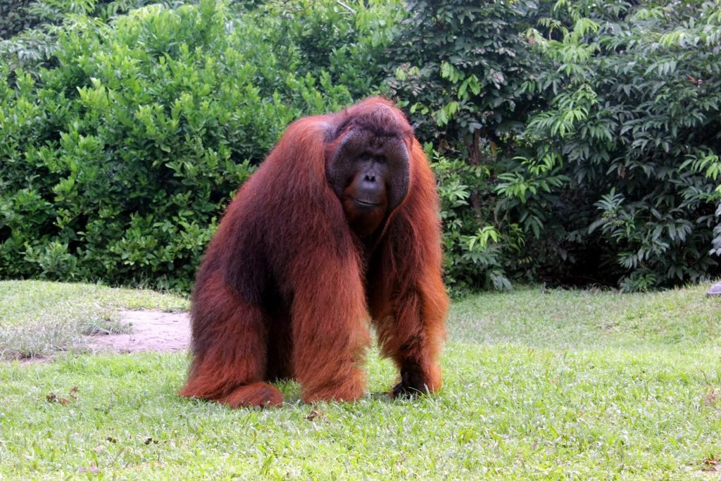 Yobel Alam Tours Orangutan Tanjung Puting景点图片