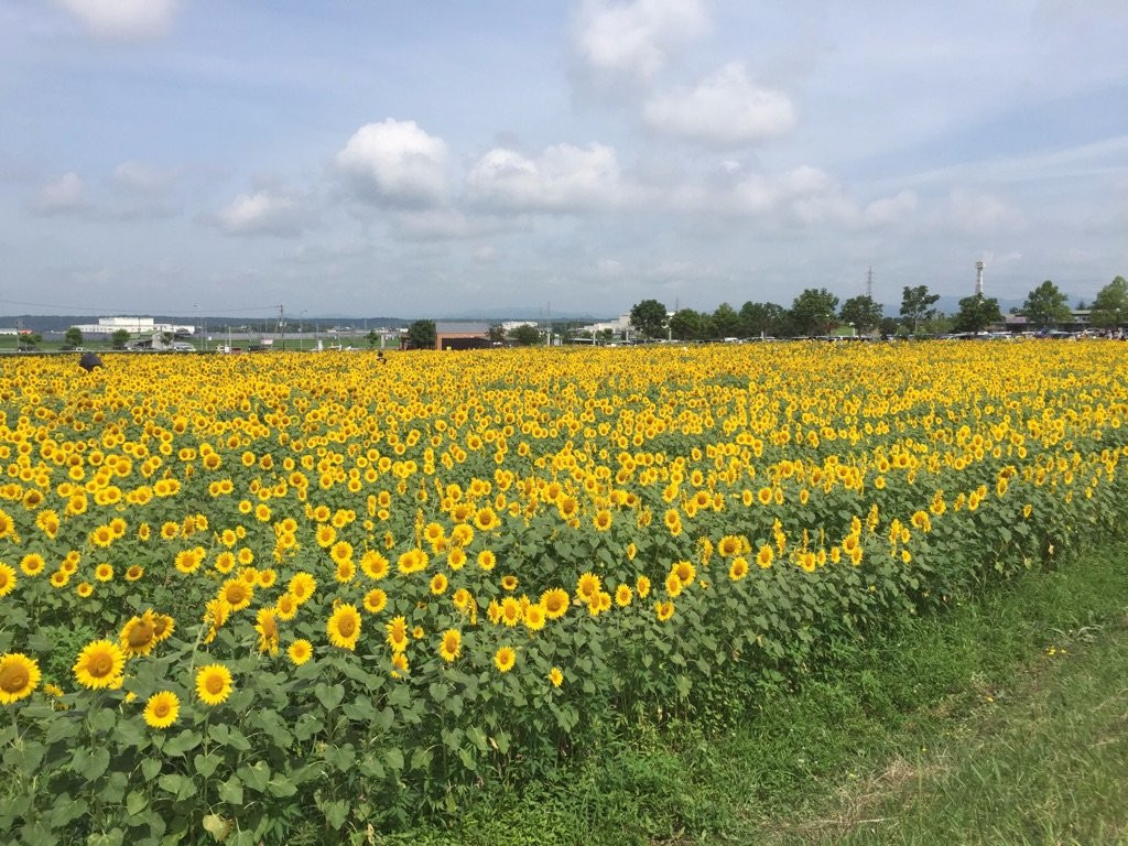 小野市旅游攻略图片
