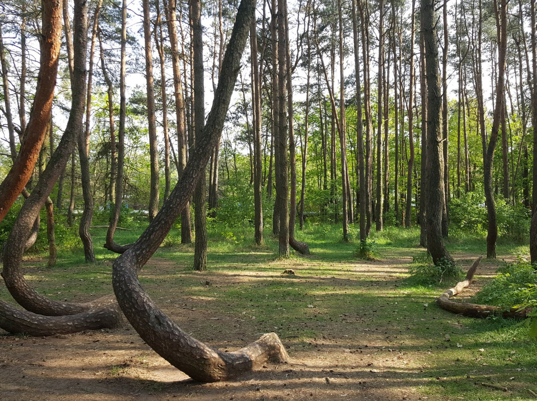 Gryfino旅游攻略图片