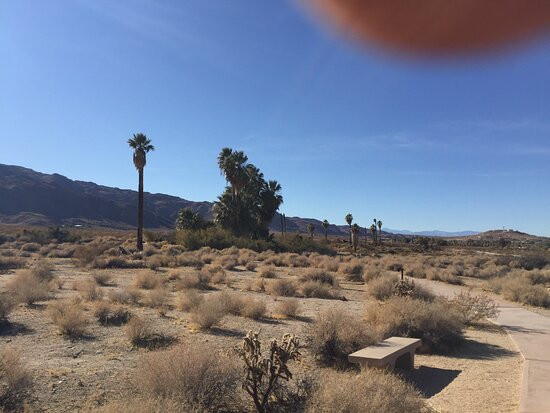 Twentynine Palms Oasis (Oasis of Mara)-约书亚树国家公园必去景点