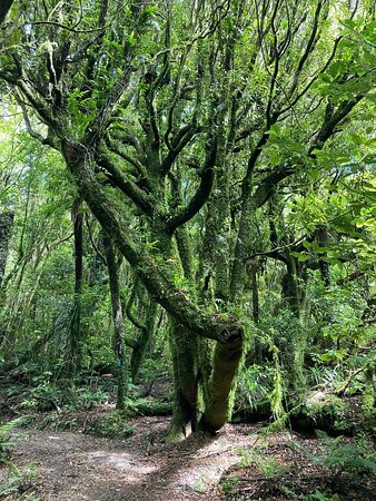 Kapiti Island Eco Experience-帕拉帕拉乌姆必去景点
