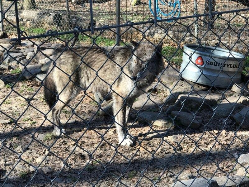 Lakota Wolf Preserve景点图片