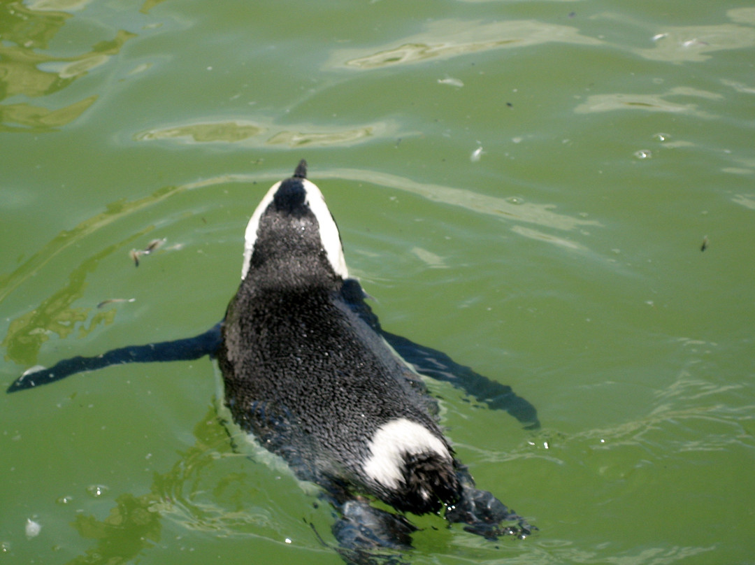 Southern African Foundation for the Conservation of Coastal Birds景点图片