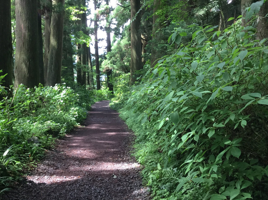 Cedar Trees of Hakone Old Road景点图片