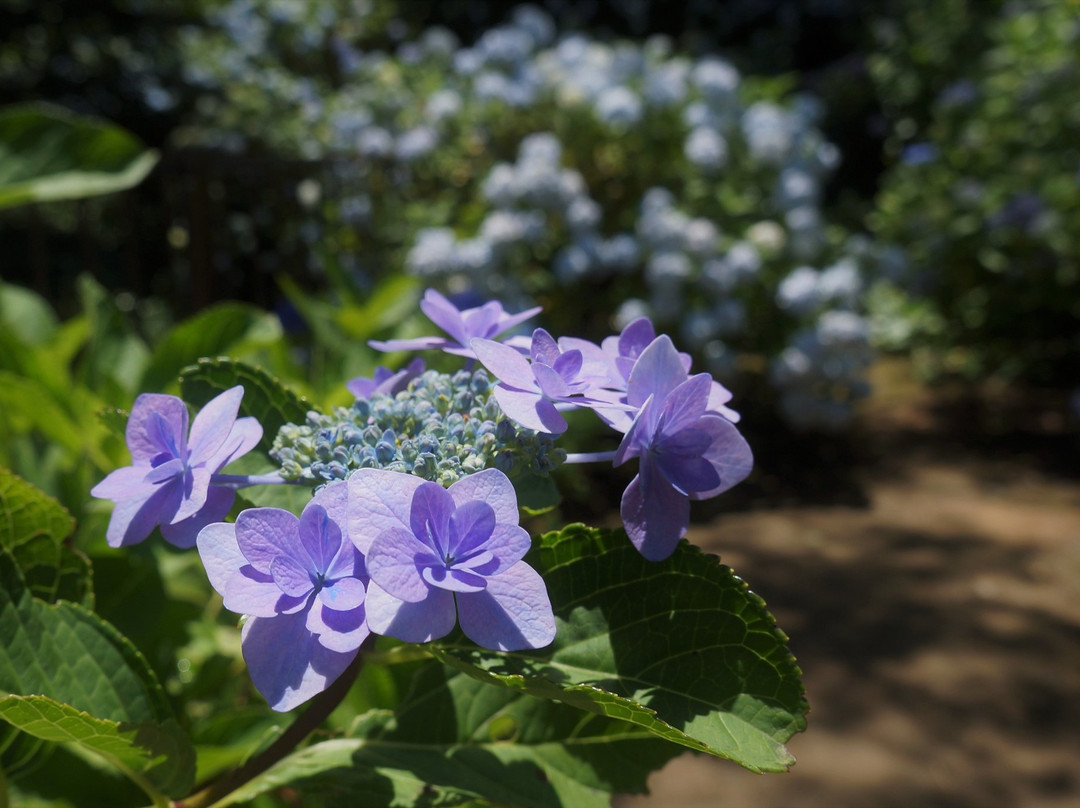 Kinsen-ji Temple-岚山町必去景点