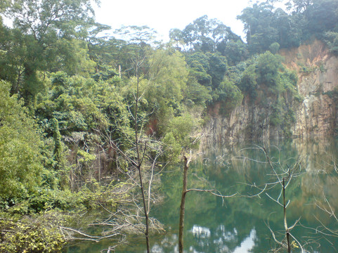 武吉知马自然保护区-新加坡必去景点