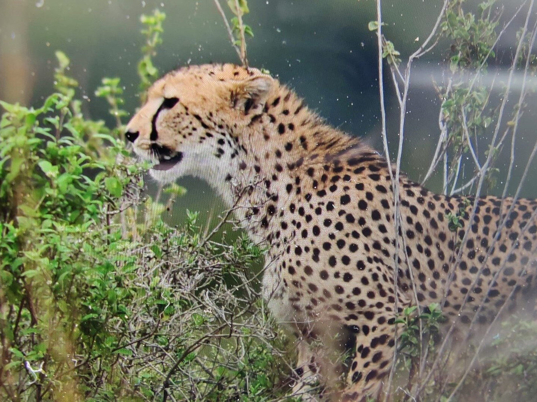 Heritawi safaris-Karen必去景点