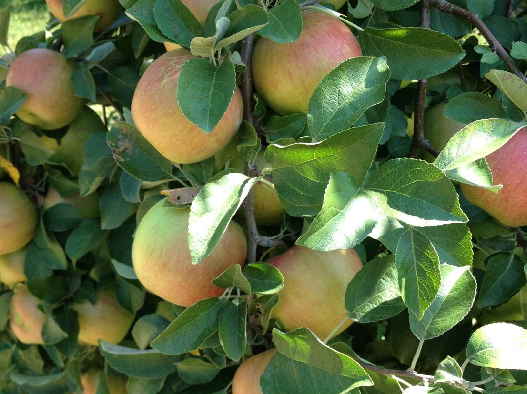 Pine Tree Apple Orchard-Dellwood必去景点
