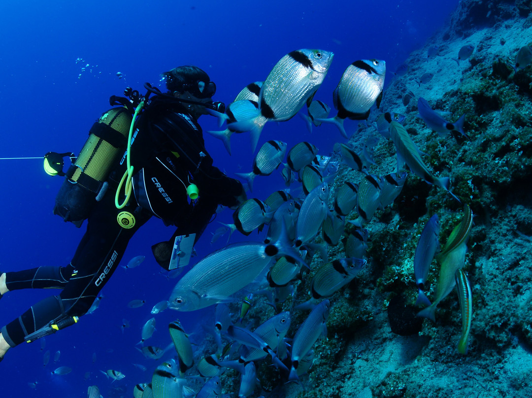 Pelagos Dive Centre景点图片