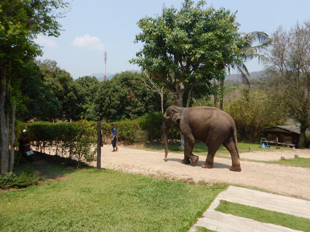 Thai Elephant Care Center景点图片