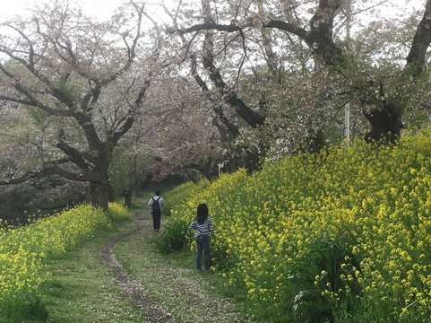 Kitamoto Nature Observation Park-北本市必去景点