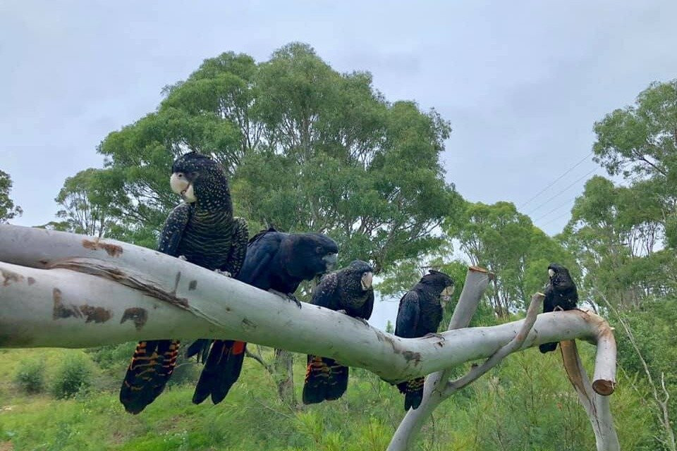 Feathered Friends景点图片